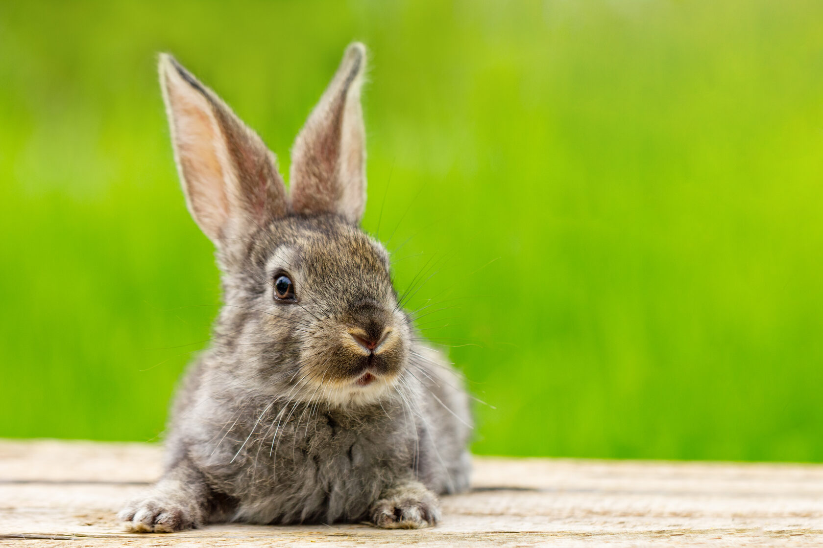 Cuidados de un conejo