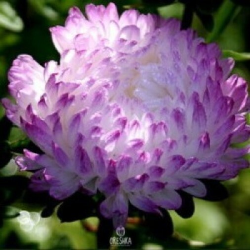 Seeds of Astra peony "Crystal Tower" (Aster) — 50 pcs