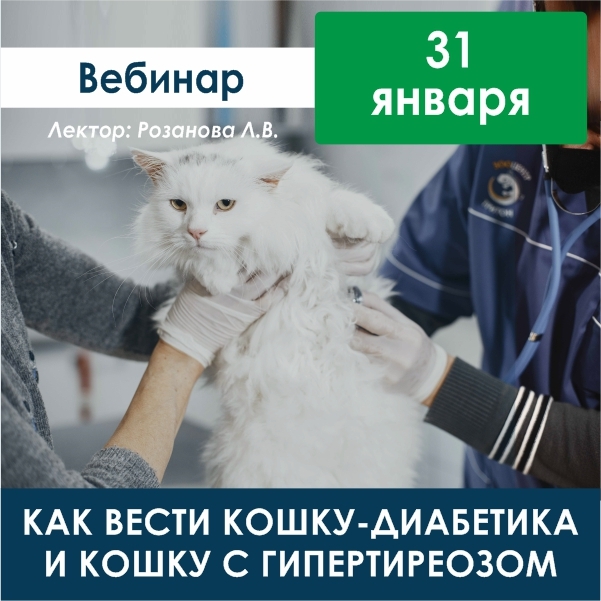 Вести кошка