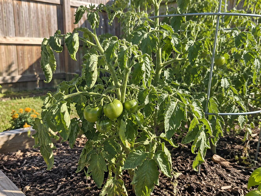 A drooping tomato plant with curled leaves in afternoon heat, needing heat-stress advice