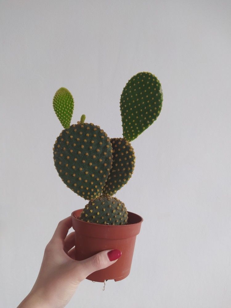 Green indoor plant in pot