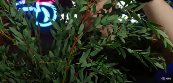 Эвкалипт сорта Parvifolia