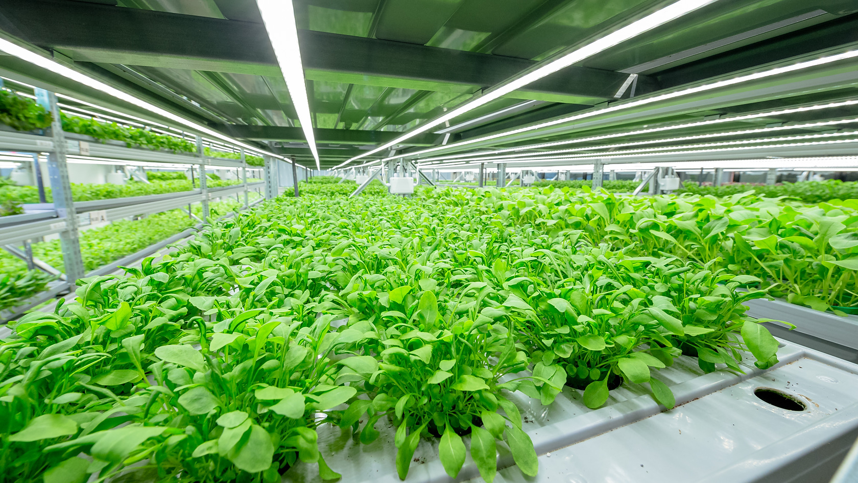 Vertical salad farm, 993 sq.m., Novosibirsk, Russia