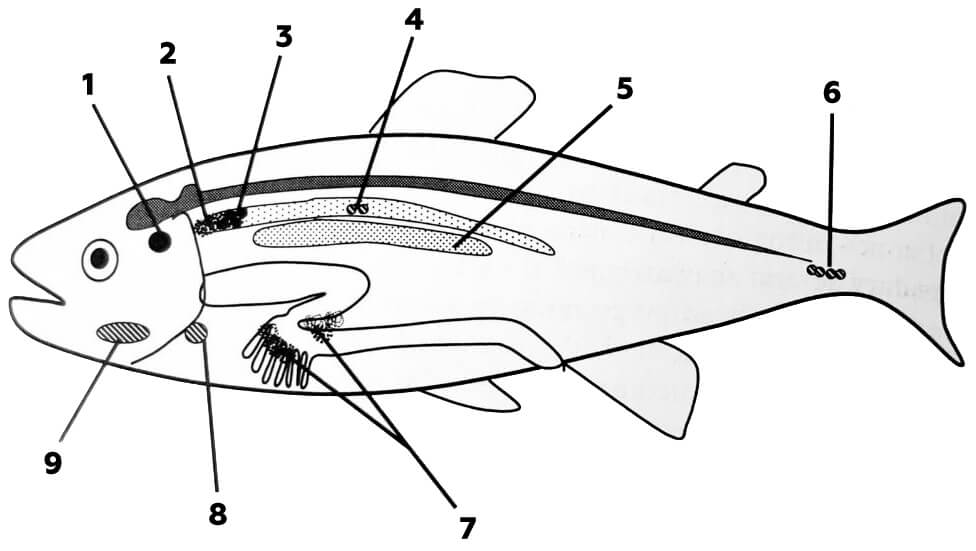 эндокринные железистые ткани лосося узв рыбоводство
