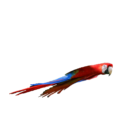 Flying parrot