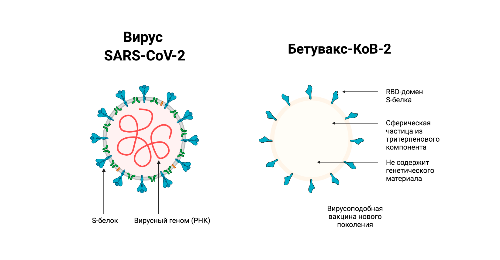 Поколение вакцин. SARS-cov-2 вакцина. Вирусоподобные частицы. Вакцины нового поколения. Вирусоподобные вакцины.