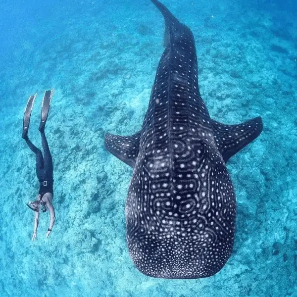 Путешествие в ЮАР - Мыс Доброй Надежды