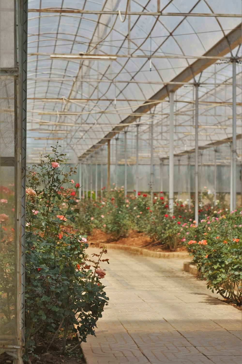 Inside the VitaLand greenhouse