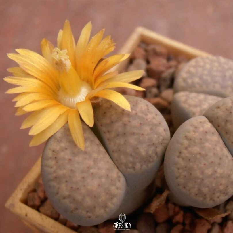 Seeds of Succulent Lithops verruculosa v. glabra C 160 (Lithops verruculosa v. glabra C 160) — 10 pcs