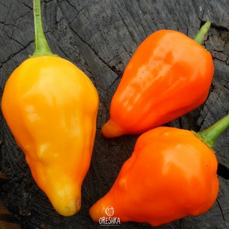 Seeds of Hot pepper Peruviano Arantzio (Capsicum) — 5 pcs