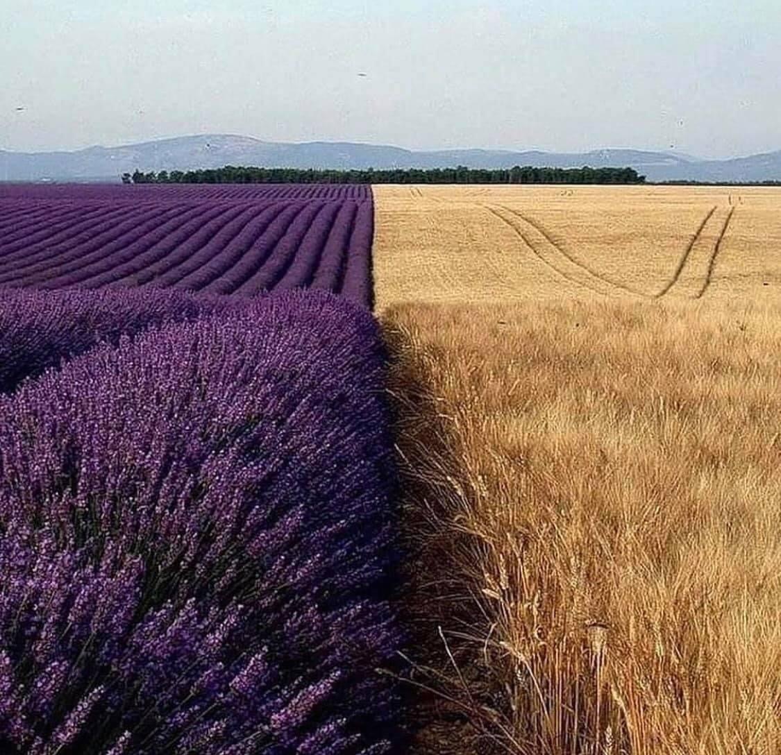 These fields. Старозолотовский Хутор Лавандовое поле. Старозолотовский Хутор Ростовской Лавандовые поля. Тургеневка Крым Лавандовые поля Симферополь. Тургеневка Лавандовые поля.