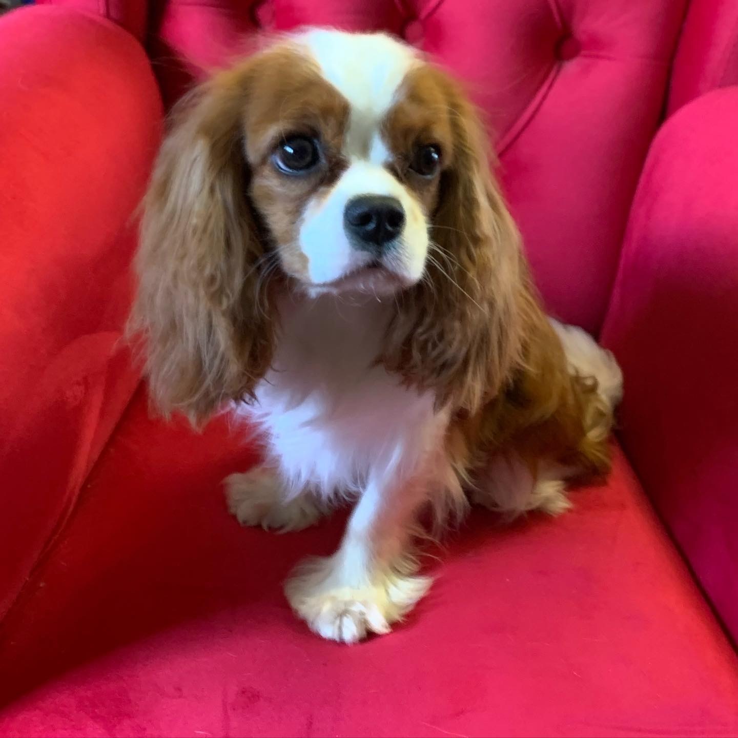 Инструкция: как выбрать щенка Кавалер Кинг Чарльз Спаниеля