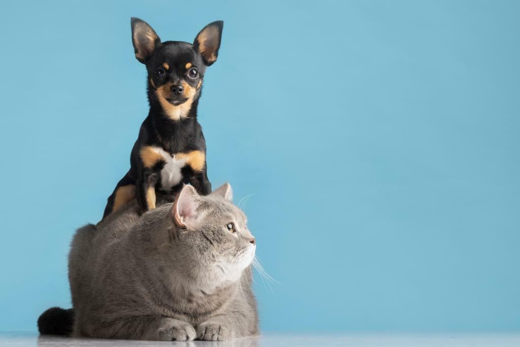 кошка, собака, как подружить кошку с собакой, как подружить кошку с собакой в квартире, кошки и собаки, кошки против собак