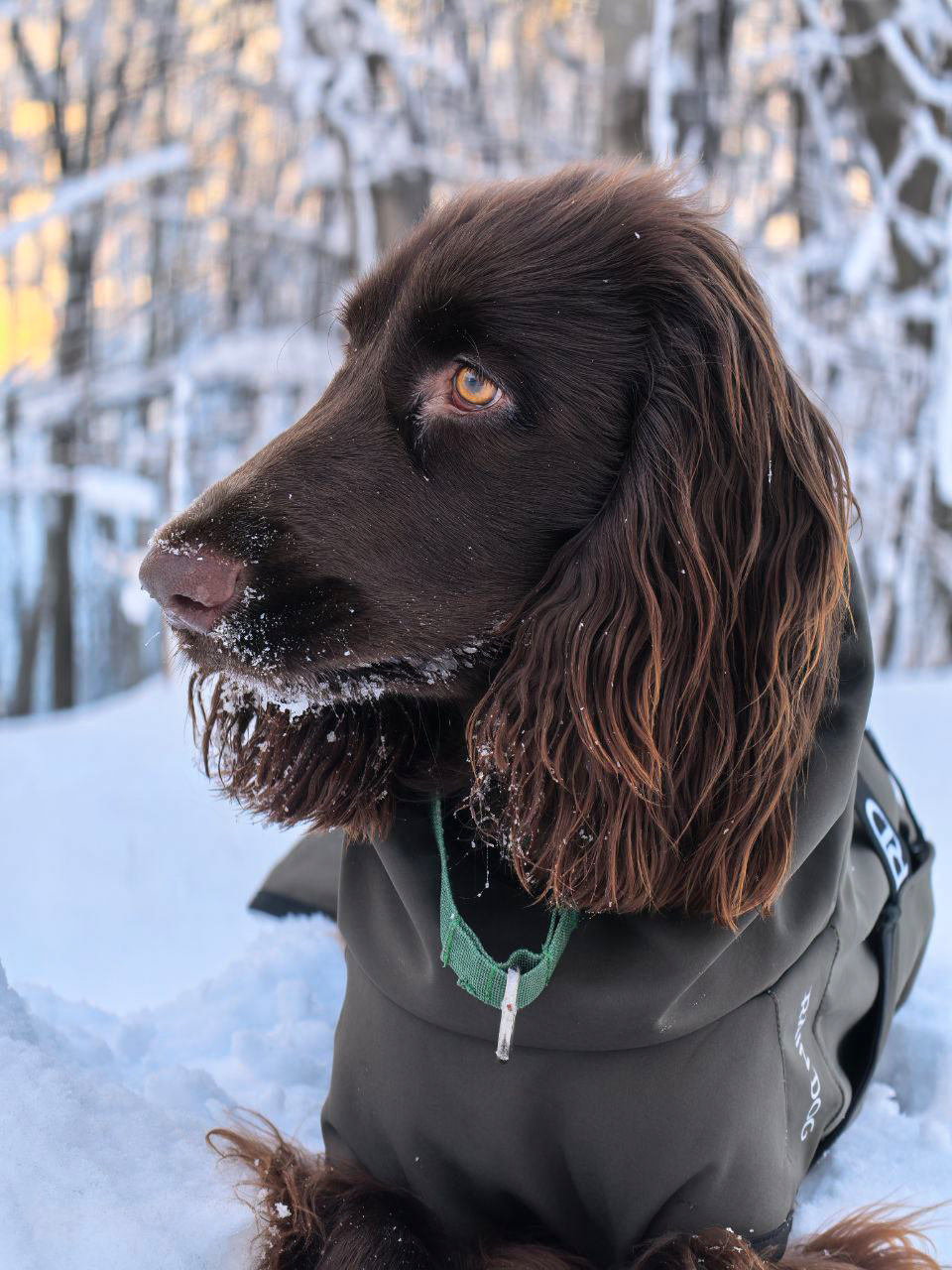 купить спаниеля коршфиль филдс