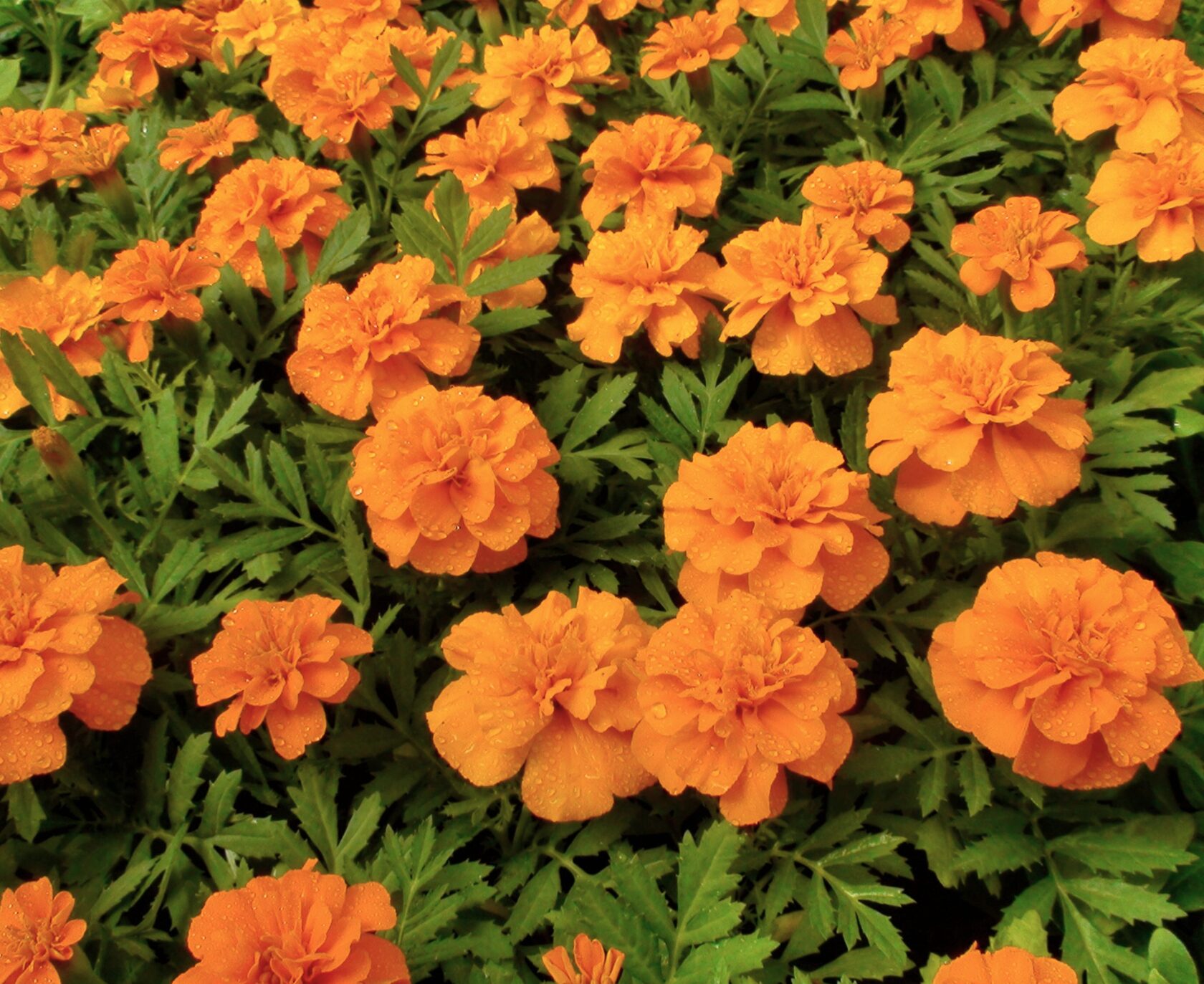 купить тагетес