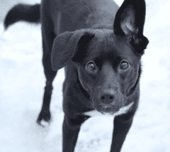 Собака Айза