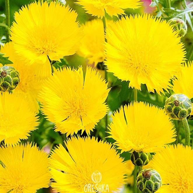 Seeds of sweetsultan (Amberboa) — 20 pcs