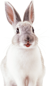 Ветеринарная клиника, ветклиника