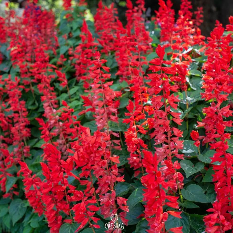 Seeds of salvia (Salvia) — 30 pcs