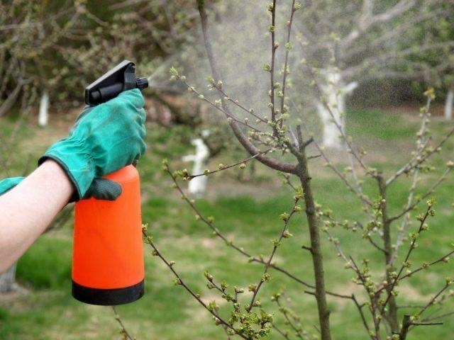 Весенние работы в саду