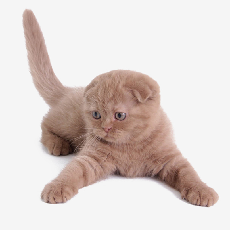 Купить шотландского вислоухого котенка в Москве