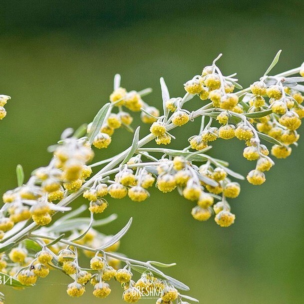 Seeds of Wormwood - 1000 pcs