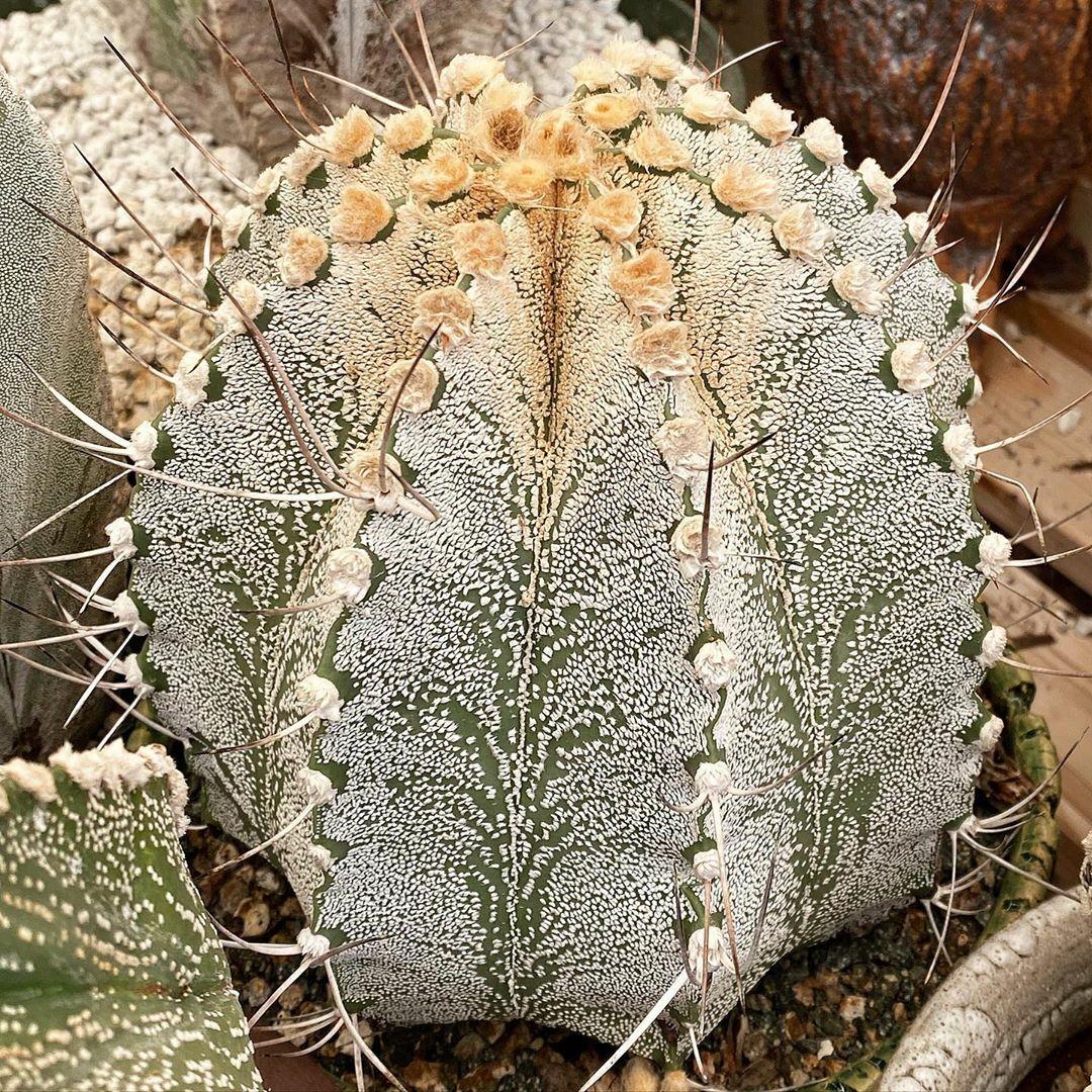 Astrophytum Capricorne Major