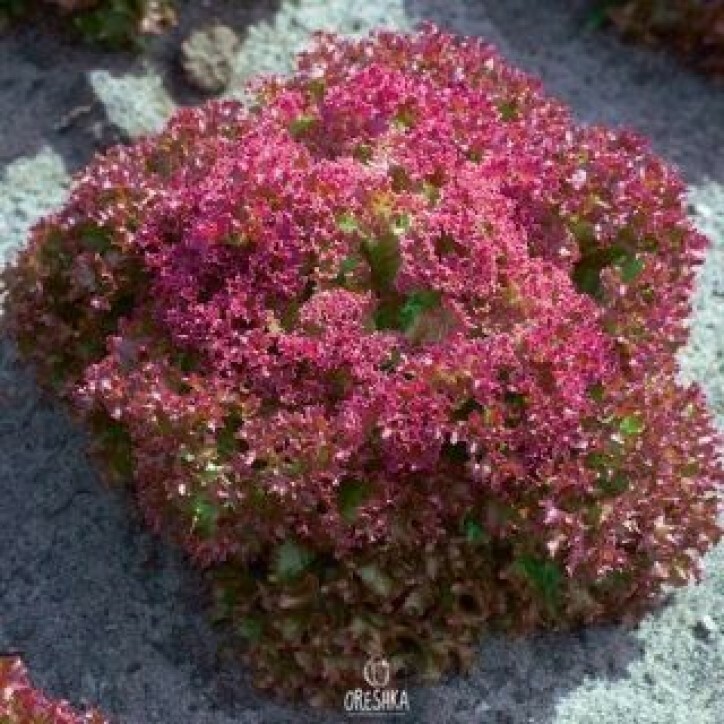 Seeds of Lactuca sativa Crimson (Lactuca sativa) — 100 pcs