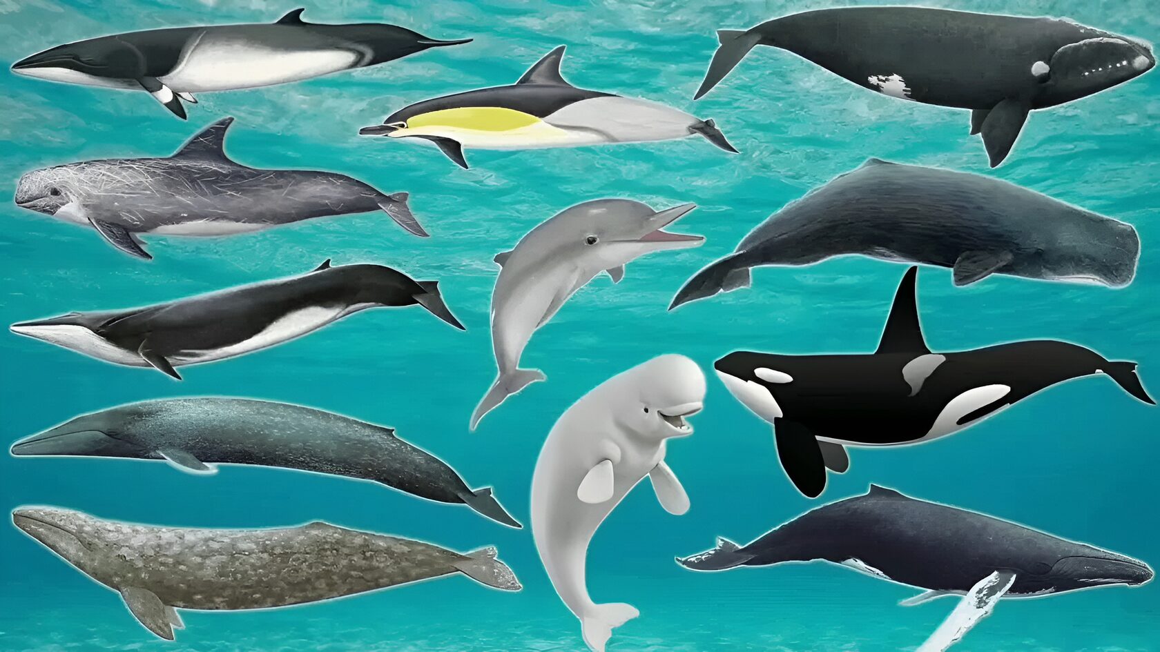 Современные китообразные