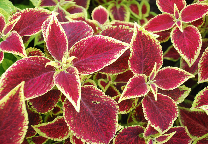 For pots with impact, go for thrill, fill and spill Colorful leaves, Flower pots