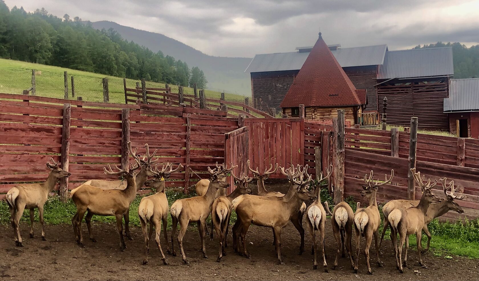 Шебалинский Питомник 