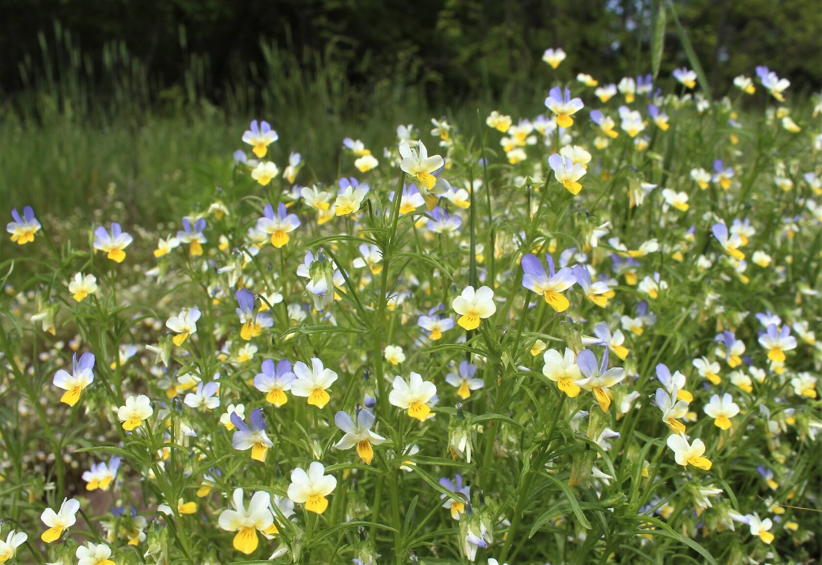 Viola tricolor L. – Фиалка трёхцветная