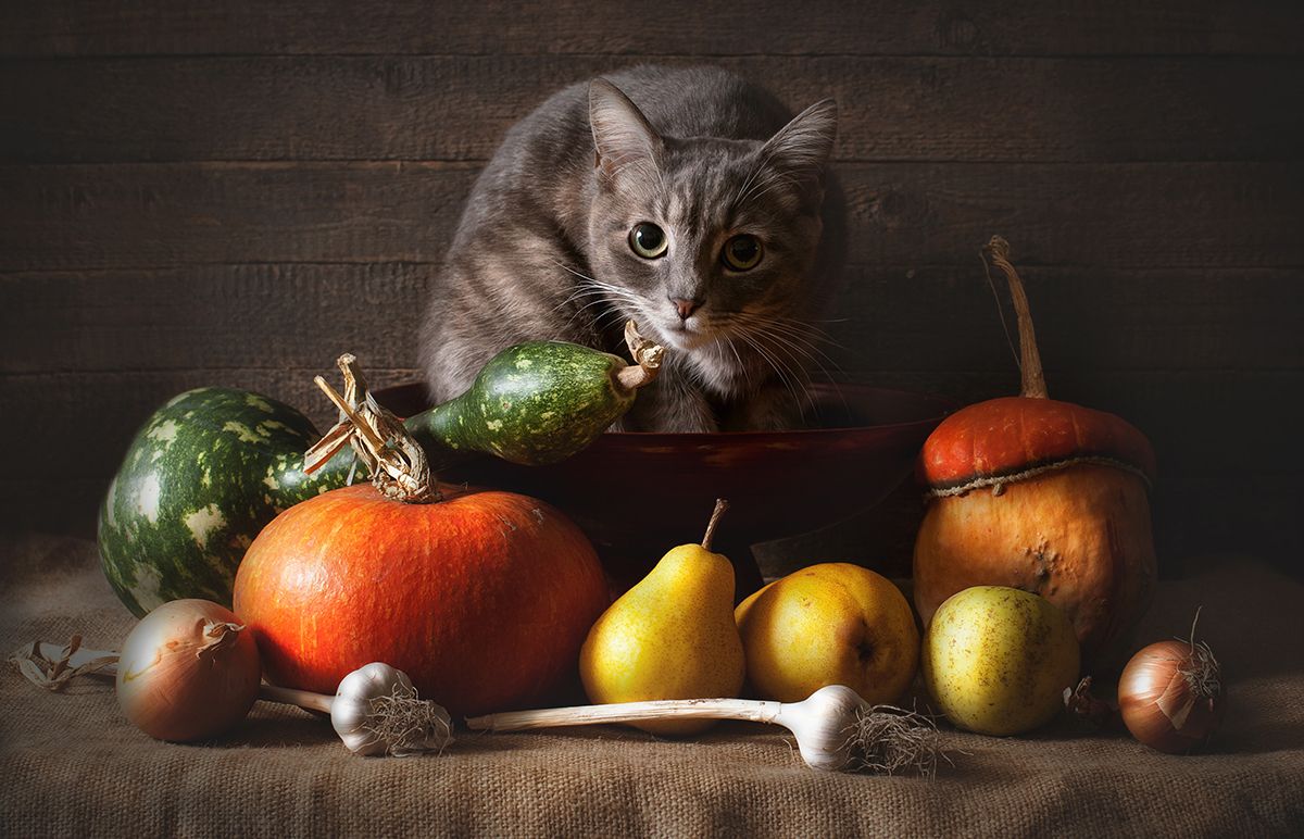 можно ли кошкам овощи, питание кота, питание кошки, еда коту, еда кошке