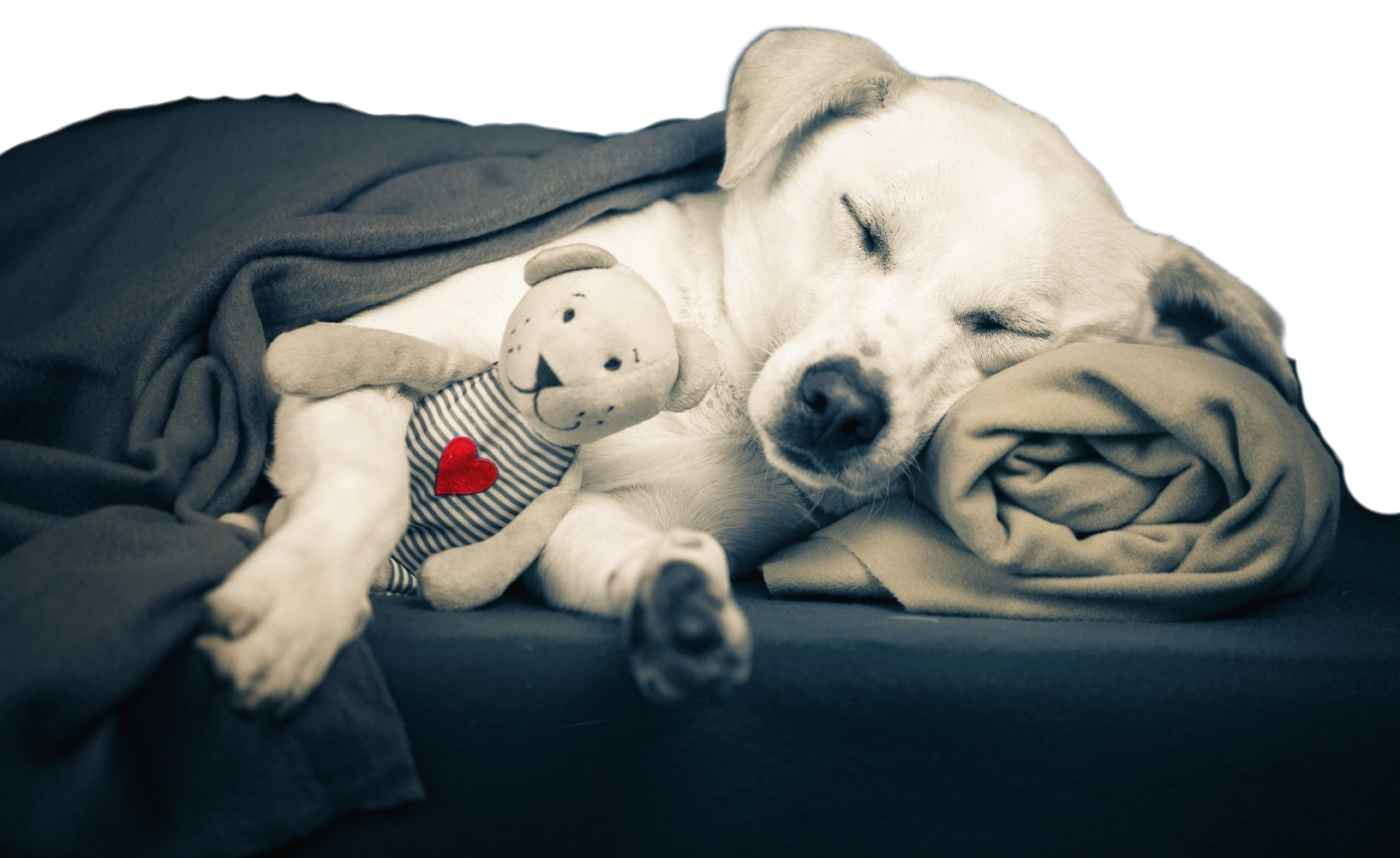 Бультерьер активная и возбудимая порода собаки