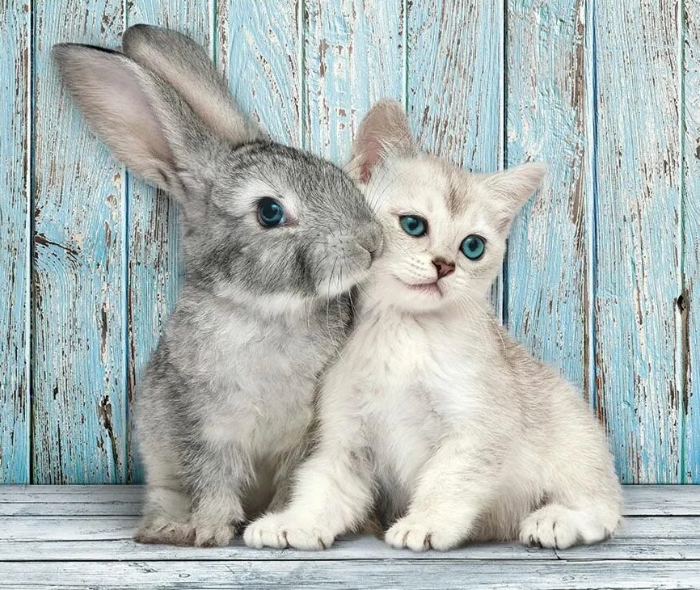 Кролики и кот