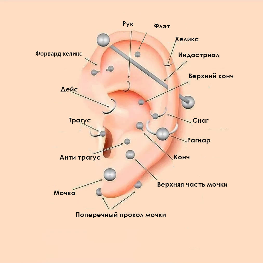 Места прокола ушей схема