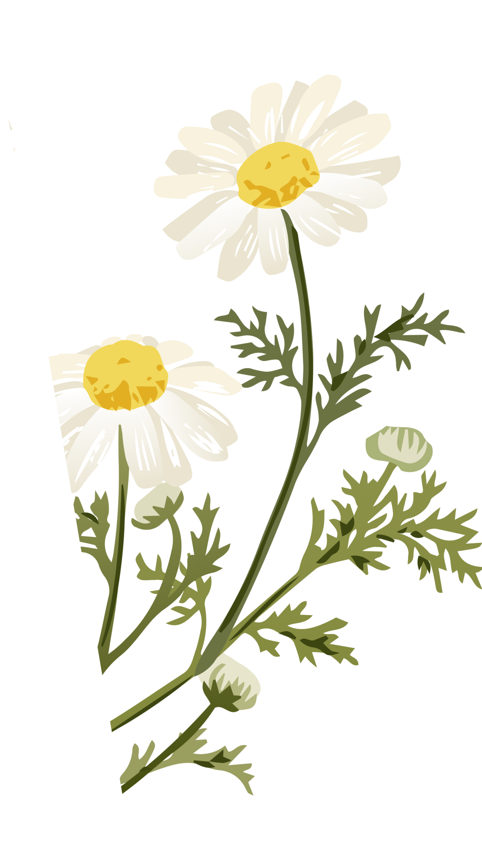 натуральная косметика, магазин профессиональной косметики, крем для ног, крем для ног с мочевиной, крем для ног купить, масло для ногтей, масло монарды для ногтей, масло для ногтей купить, косметика для ногтей, дезодорант для ног