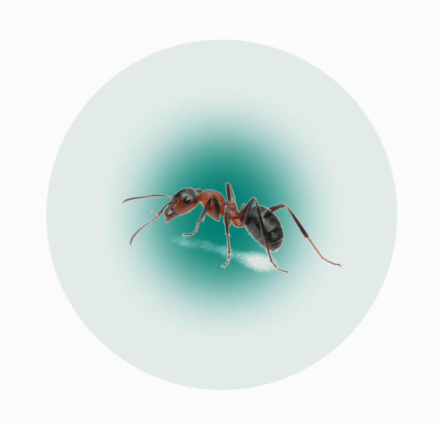 Избавиться от муравьев