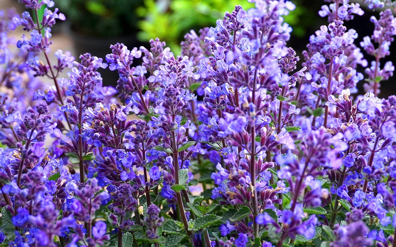 Котовник Фассена (Nepeta faassenii)