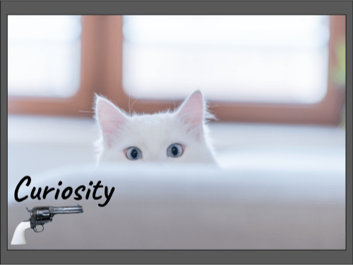 Белая кошка выглядывает из-за дивана, на фото надпись «Curiosity» и изображение револьвера.
