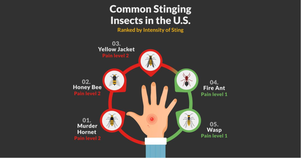 common stinging insects 