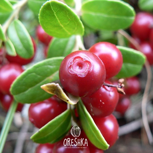 Vaccinium vitis-idaea lingonberry red berries ripe on plant