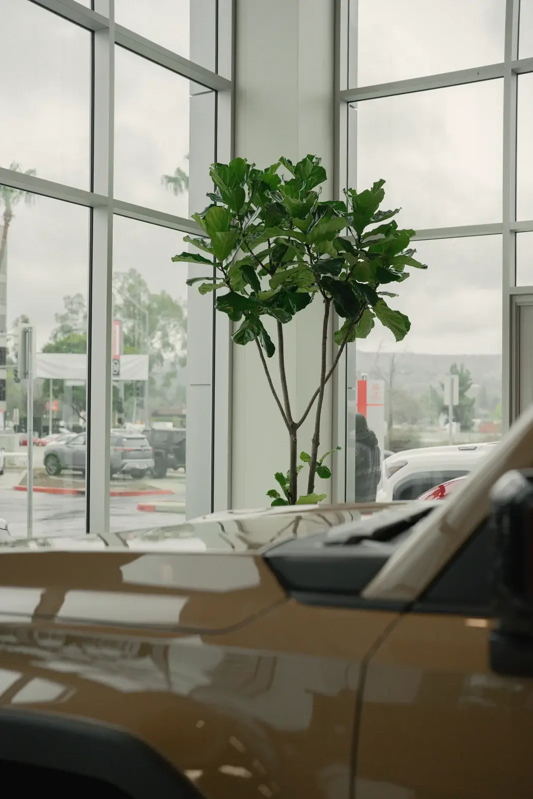 Fiddle-leaf fig by the showroom window above a parked car, Toyota of West Covina