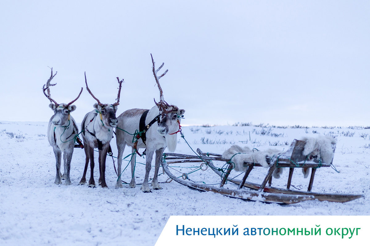 киты в охотском море