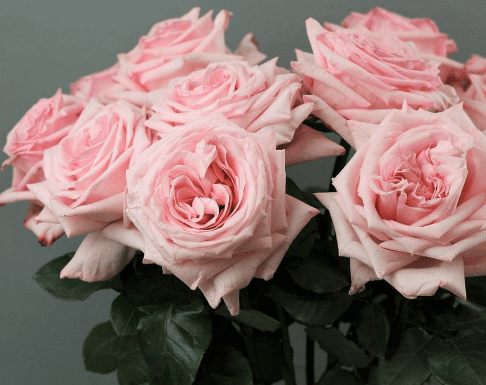 Розы с плантации Tambuzi