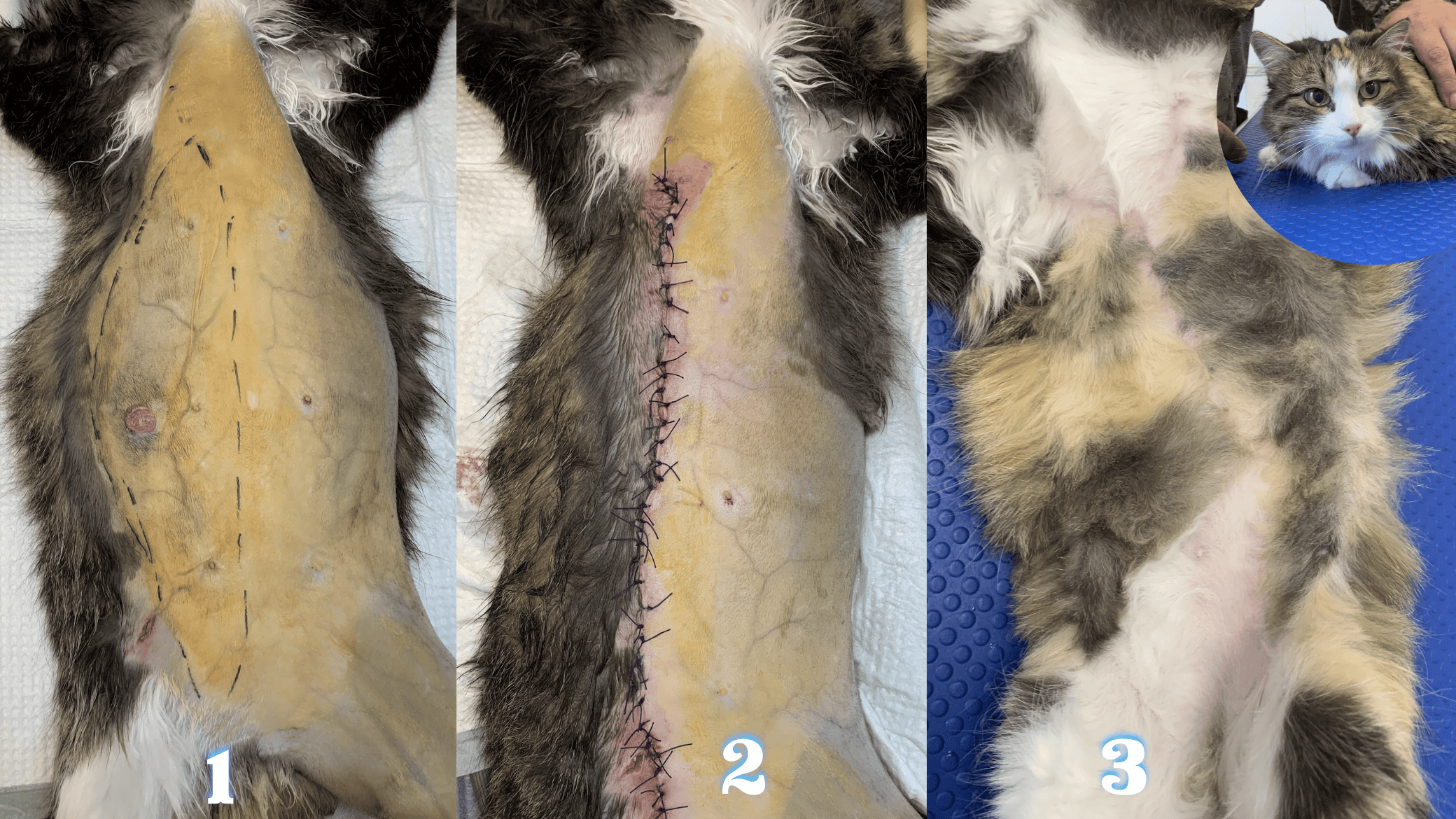 Кошка Дуся до и после лечения опухоли молочной железы - онкология онлайн ветконсультации для кошек