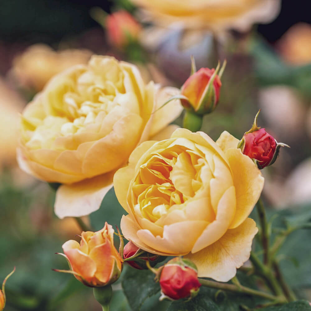 Роза английская Roald Dahl
