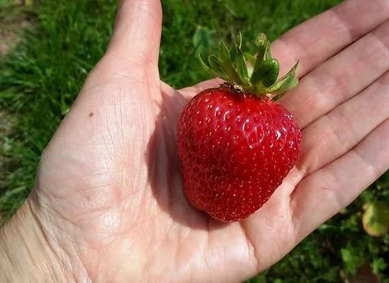 Агрофирма Виктория - питомник растений: саженцы почтой.