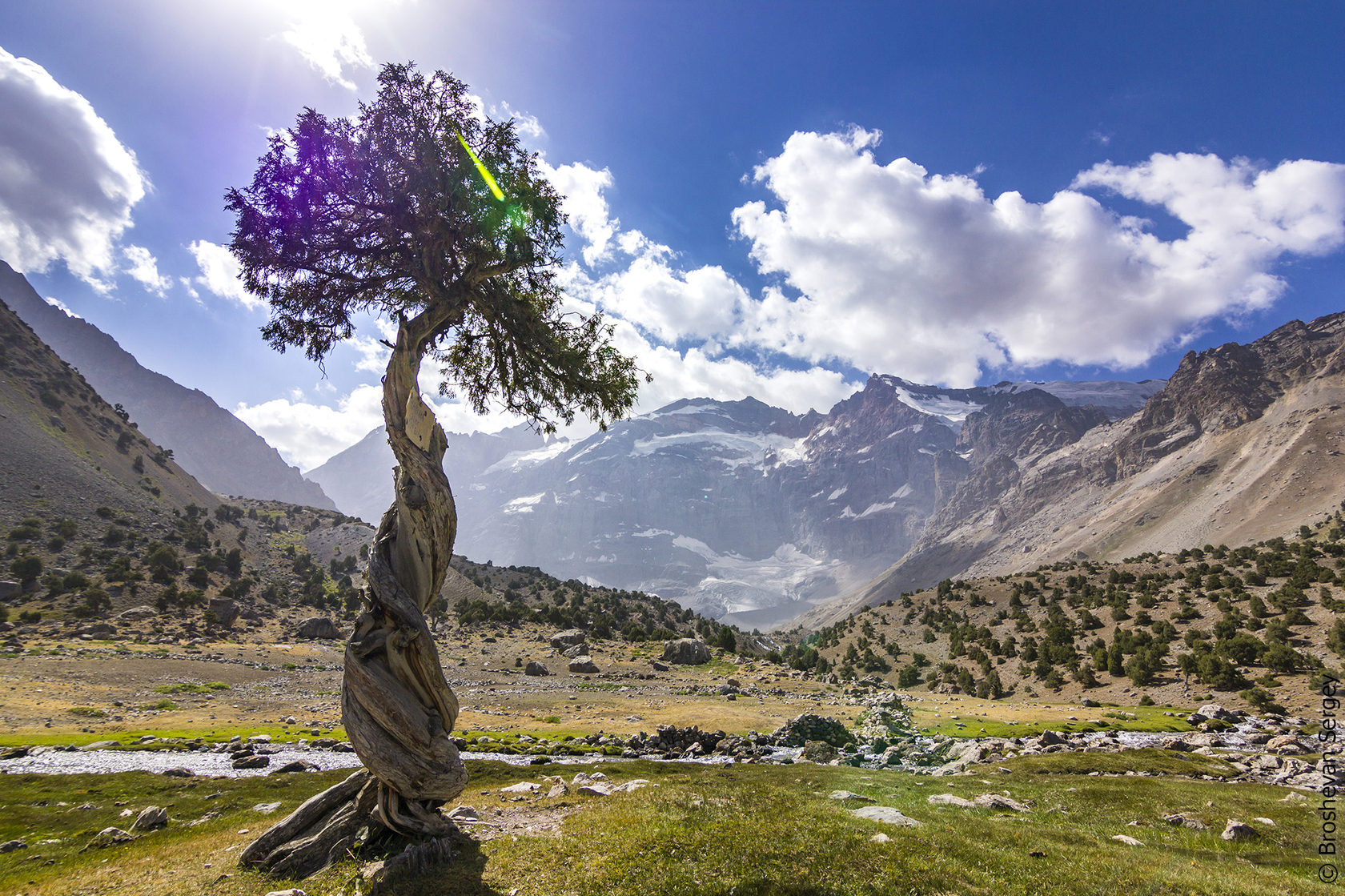 Арча дерево Таджикистан