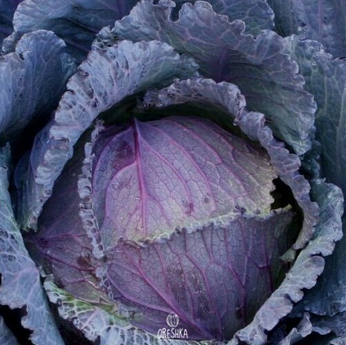 Seeds of Purple Savoy Cabbage Verona (Brassica oleracea var. sabauda) — 30 pcs